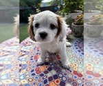 Small Photo #19 Cavachon Puppy For Sale in OLYMPIA, WA, USA