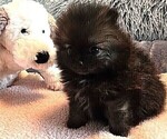 Small #5 Pomeranian