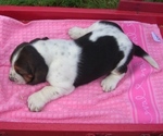 Small Photo #15 Basset Hound Puppy For Sale in ORRVILLE, OH, USA