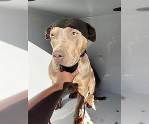 Mutt Dogs for adoption in Houston, TX, USA