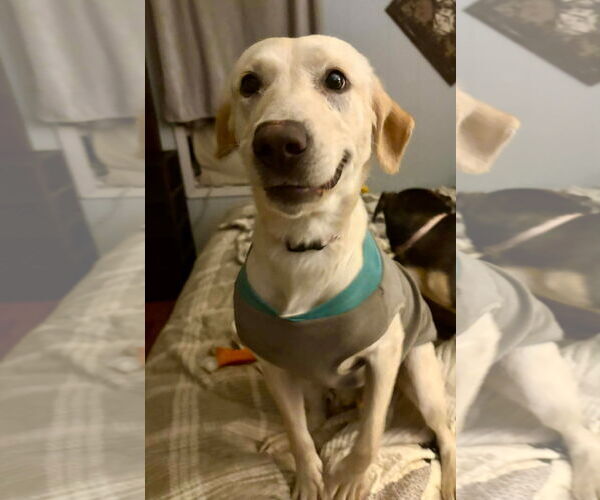 Medium Photo #3 Mutt Puppy For Sale in Mt. Laurel, NJ, USA