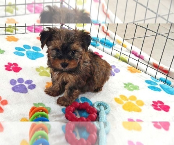 Medium Photo #3 Yorkshire Terrier Puppy For Sale in ORO VALLEY, AZ, USA