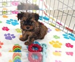 Bruce - Male Yorkshire Terrier Puppy for Sale - Photo #3