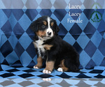 Small Photo #73 Bernese Mountain Dog Puppy For Sale in HARRISONBURG, VA, USA
