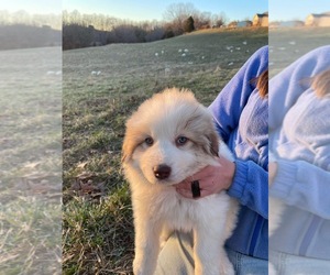 Anatolian Shepherd-Great Pyrenees Mix Puppy for sale in SWEEDEN, KY, USA