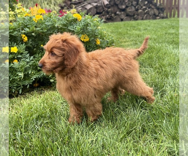 Medium Photo #4 Goldendoodle mix (+ Poodle Miniature) Puppy For Sale in NOBLESVILLE, IN, USA