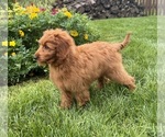 Small #3 Goldendoodle mix (+ Poodle Miniature)