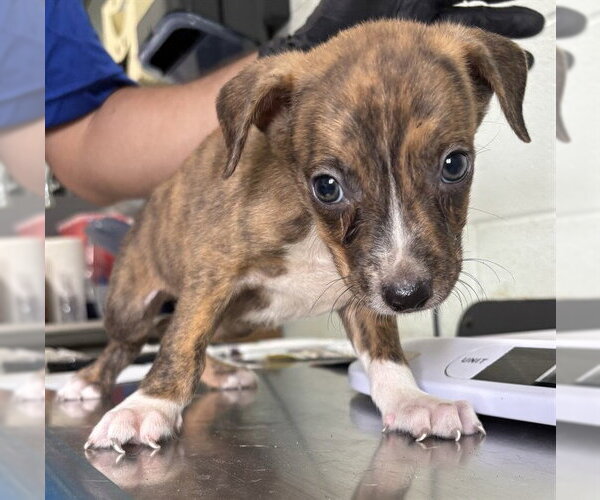 Medium Photo #1 American Staffordshire Terrier-Labrador Retriever Mix Puppy For Sale in Corpus Christi, TX, USA