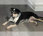 Small #3 Mutt