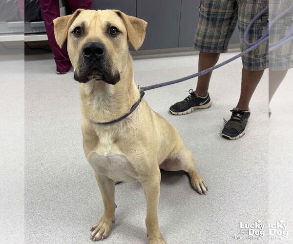 Medium Photo #2 Mastiff-Retriever  Mix Puppy For Sale in Washington, DC, USA