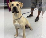 Small #1 Mastiff-Retriever  Mix
