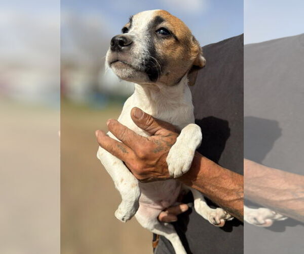Medium Photo #4 Rat-Cha Puppy For Sale in Grafton, WI, USA