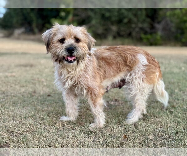 Medium Photo #1 Mutt Puppy For Sale in PIPE CREEK, TX, USA