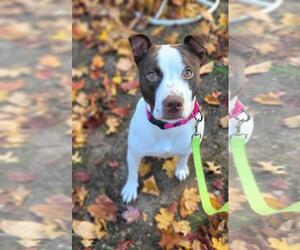 Retriever -Unknown Mix Dogs for adoption in Woodbury, NY, USA