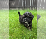 Small #5 Bernedoodle (Miniature)