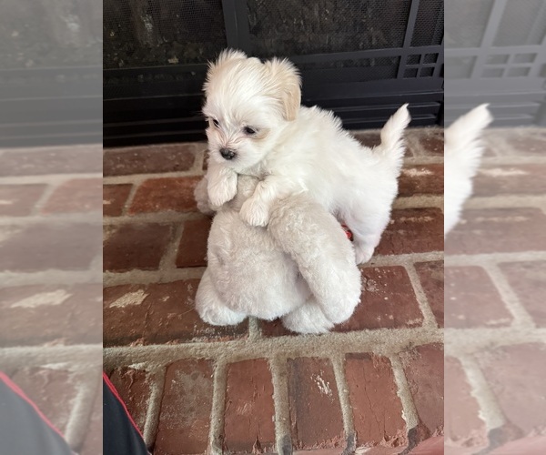 Medium Photo #2 Shih Tzu Puppy For Sale in FOLSOM, CA, USA