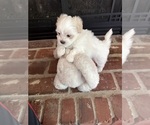 Small #1 Shih Tzu