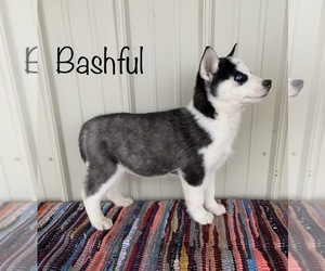Siberian Husky Puppy for sale in DEARBORN, MO, USA
