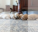 Small #8 Golden Retriever