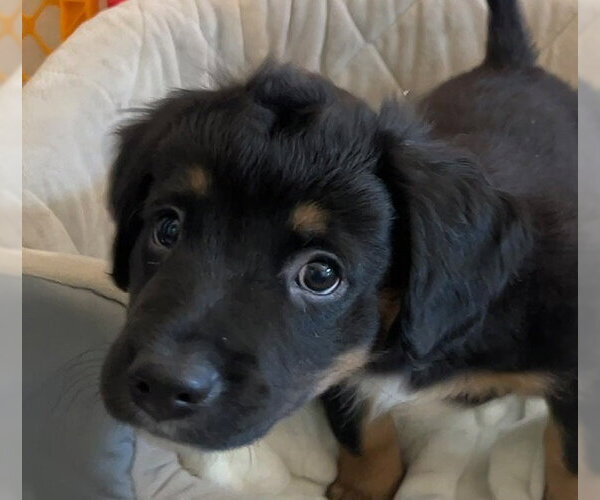 Medium Photo #3 Colonial Cocker Spaniel-Unknown Mix Puppy For Sale in Agoura Hills, CA, USA