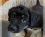 Small #2 Colonial Cocker Spaniel Mix