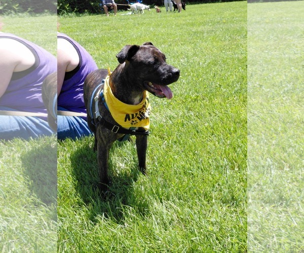 Medium Photo #8 American Staffordshire Terrier-Boxer Mix Puppy For Sale in Germantown, OH, USA