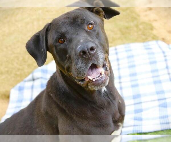 Medium Photo #2 Great Dane-Labrador Retriever Mix Puppy For Sale in Tallahassee, FL, USA