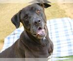 Small #1 Great Dane-Labrador Retriever Mix