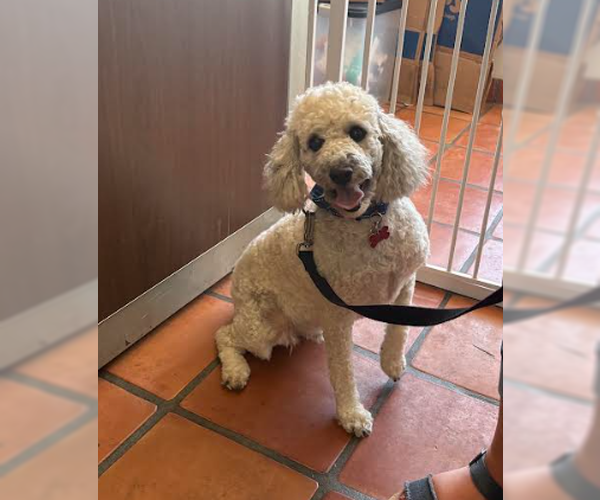 Medium Photo #1 Poodle (Miniature) Puppy For Sale in San Diego, CA, USA