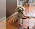 Cassius - Male Poodle (Miniature) Dog for Adoption - Small photo