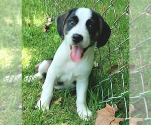 Beagle-Unknown Mix Dogs for adoption in House Springs, MO, USA