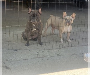 Father of the French Bulldog puppies born on 03/24/2025