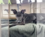 Small #3 Great Dane Mix