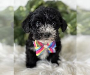 Morkie Puppy for sale in ROCK STREAM, NY, USA