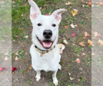 Small #10 Huskies -Labrador Retriever Mix