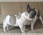 Small Photo #8 French Bulldog Puppy For Sale in BLUE MOUND, TX, USA