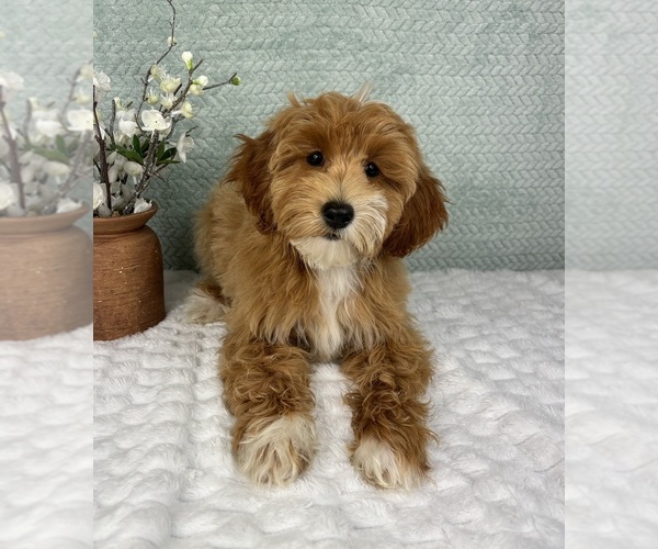 Medium Photo #2 Goldendoodle Puppy For Sale in FRANKLIN, IN, USA
