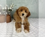 Small #1 Goldendoodle