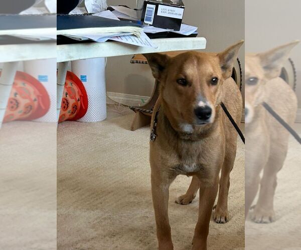 Medium Photo #2 Mutt Puppy For Sale in Calgary, Alberta, Canada