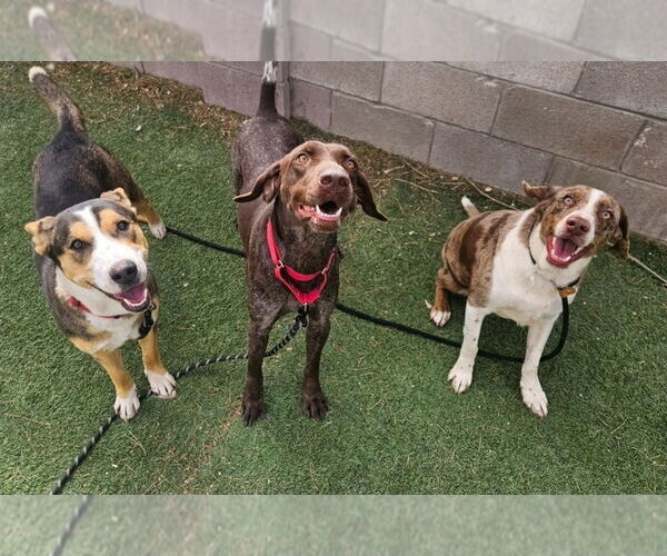 Medium Photo #2 Australian Shepherd-Catahoula Leopard Dog Mix Puppy For Sale in Lakewood, CO, USA