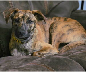 Echo - Female Siberian Husky-Unknown Mix Dog for Adoption - Photo #7