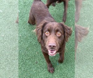 Chocolate Labrador retriever-Unknown Mix Dogs for adoption in Rockwall, TX, USA