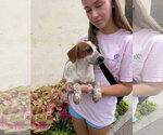 Small Photo #4 Red Heeler-Unknown Mix Puppy For Sale in The Woodlands, TX, USA