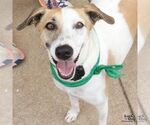 Peter - Male Retriever -Unknown Mix Dog for Adoption - Small photo