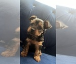 Small Photo #2 Yorkshire Terrier Puppy For Sale in REDMOND, WA, USA