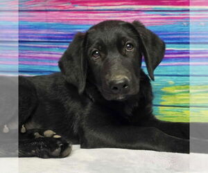 Labrador Retriever Dogs for adoption in Lakewood, CO, USA