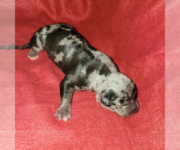 Medium Photo #13 American Bully Puppy For Sale in PALMDALE, CA, USA