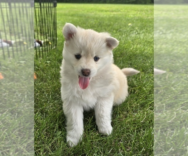 Medium Photo #1 Pomsky Puppy For Sale in NOKOMIS, IL, USA