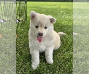 Medium Pomsky