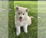 Puppy Bella Pomsky